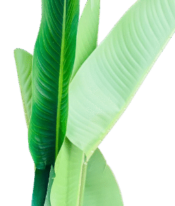 Tall Artificial Banana Leaf Plant in Pot – 1.5M Tropical Décor  Buy Artificial Plants in Kigali | Tropical Indoor Décor Rwanda