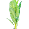 Deluxe Artificial Dieffenbachia Plant in Pot – 1.2M Height  Best Indoor Decorative Plants in Kigali | Artificial Plants Rwanda