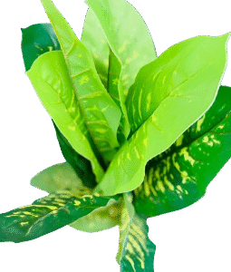 Deluxe Artificial Dieffenbachia Plant in Pot – 1.2M Height  Best Indoor Decorative Plants in Kigali | Artificial Plants Rwanda