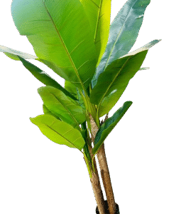 Tropical Banana Plant – Artificial Indoor Greenery for Home & Office Kigali Delivery
