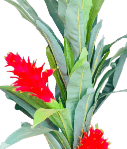 Exotic Artificial Bromeliad Plant with Red Flowers – 1.3M Tropical Indoor Decor  Top Artificial Flowers in Kigali | Vibrant Home Décor Rwanda