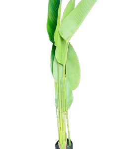 Tall Artificial Banana Leaf Plant in Pot – 1.5M Tropical Décor  Buy Artificial Plants in Kigali | Tropical Indoor Décor Rwanda