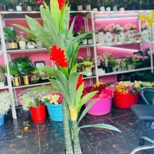 Flaming Torch Ginger Plant